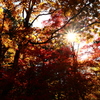 田母沢御用邸の紅葉14
