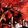 紅葉に覆われて