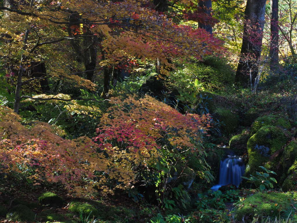 田母沢御用邸の紅葉10