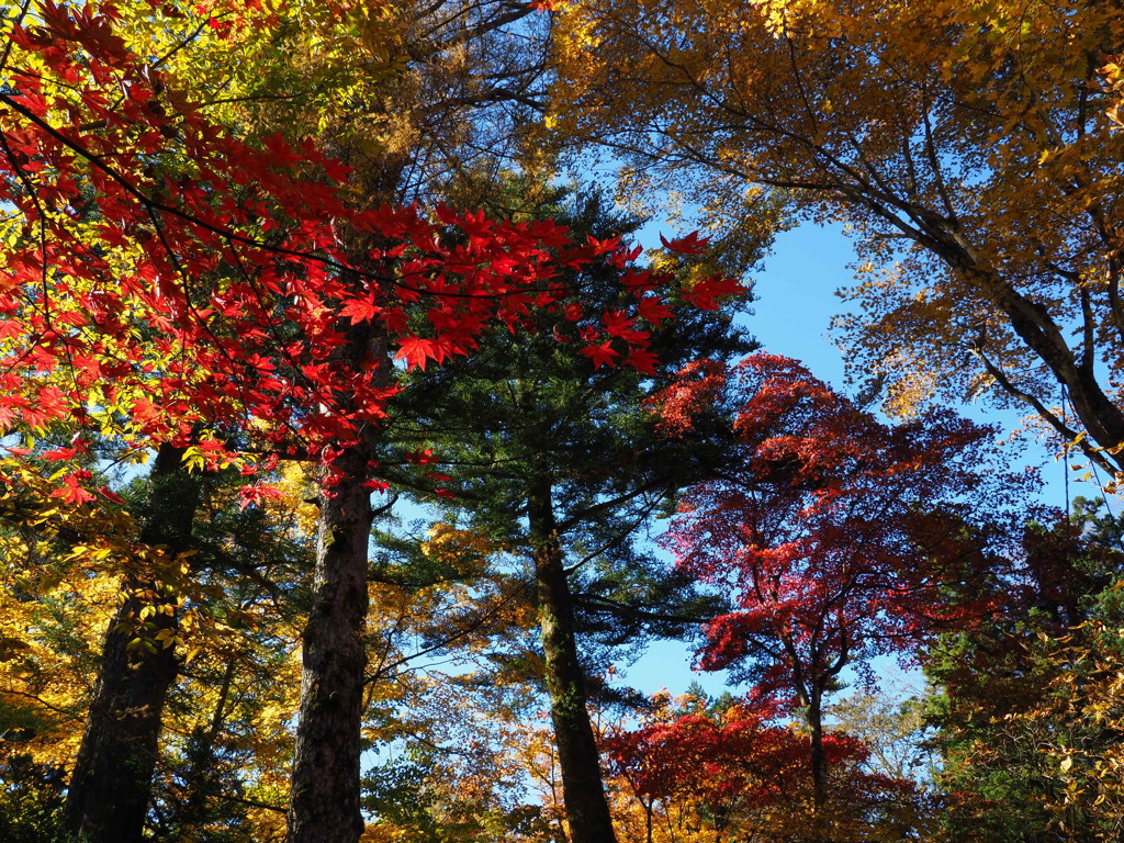 田母沢御用邸の紅葉12