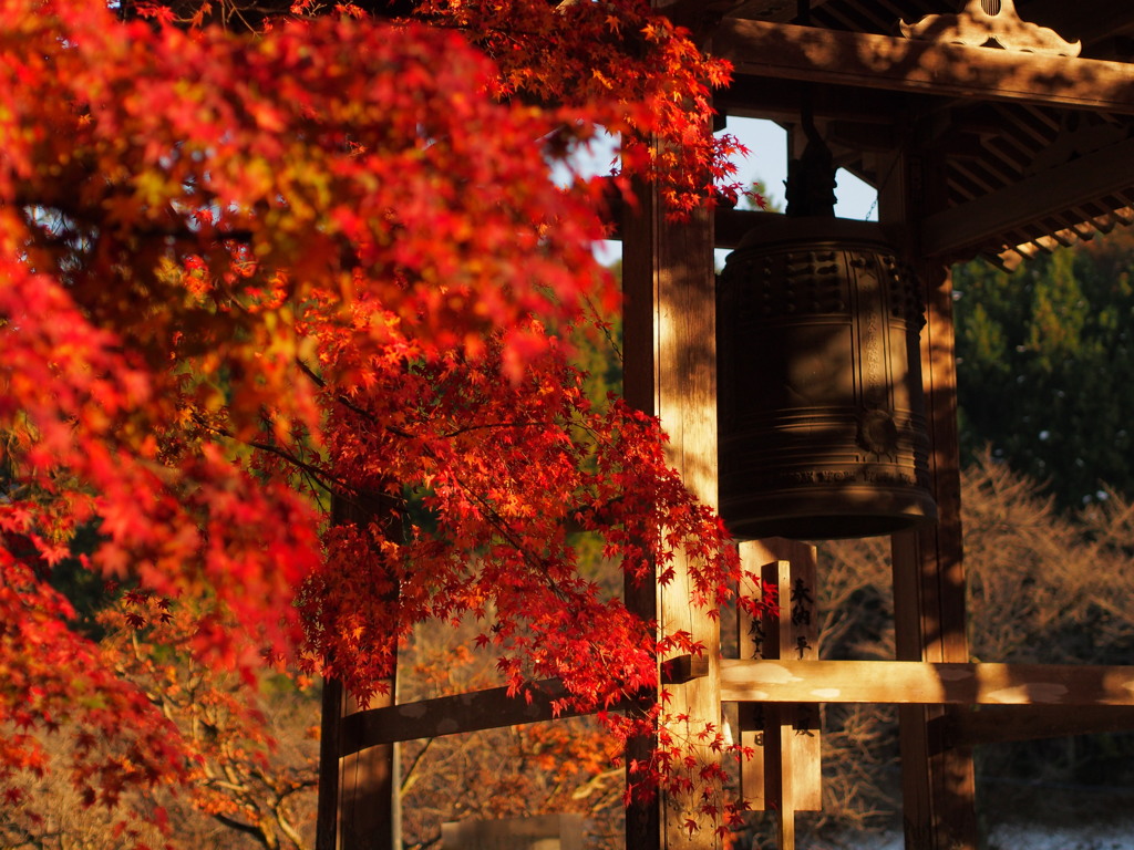金蔵院６