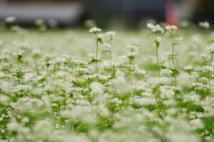 そばの花満開