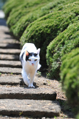 ご隠居のお散歩