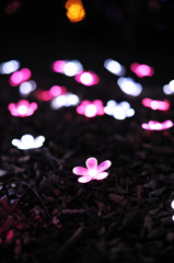 光花