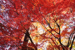 咲き誇るかのよう