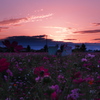 秋桜畑にて夕陽望む