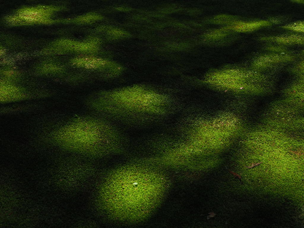 苔と光を楽しむ。