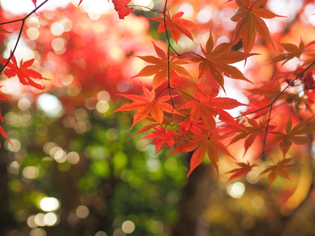 逍遥園の紅葉３