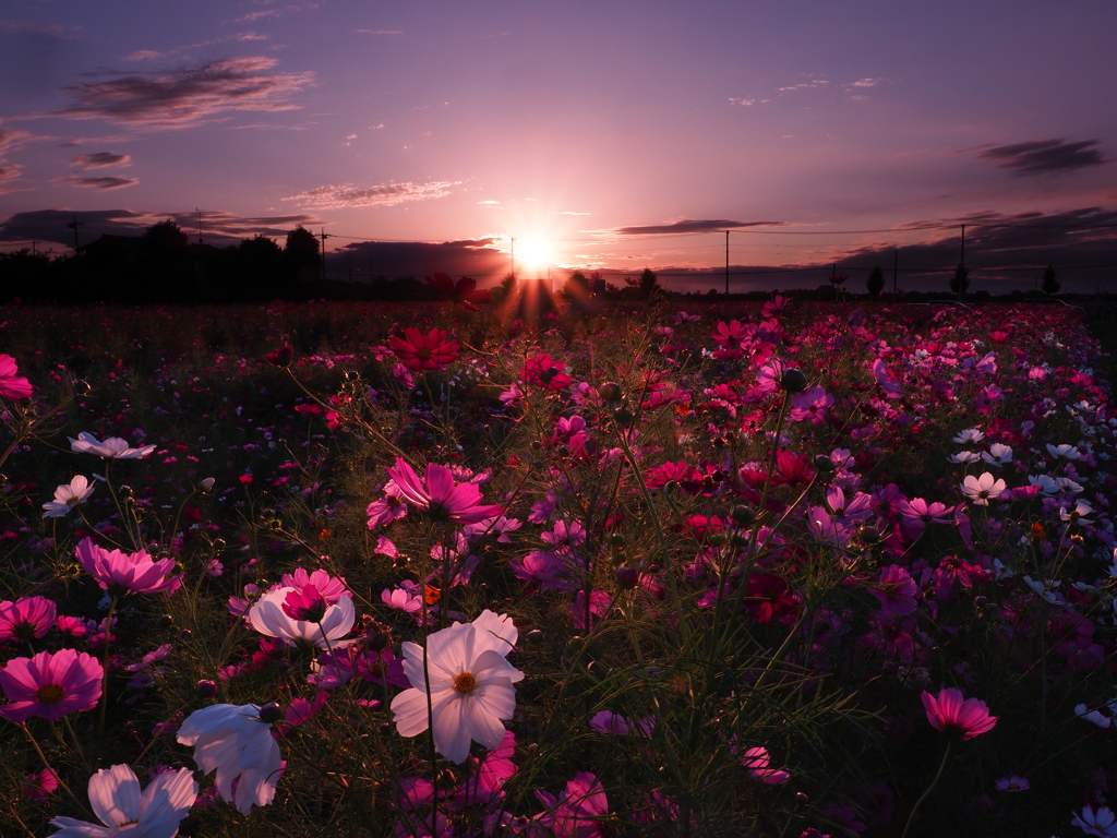 夕陽に溶け込む