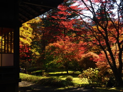 田母沢御用邸の紅葉８