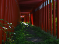 鳥居のトンネル