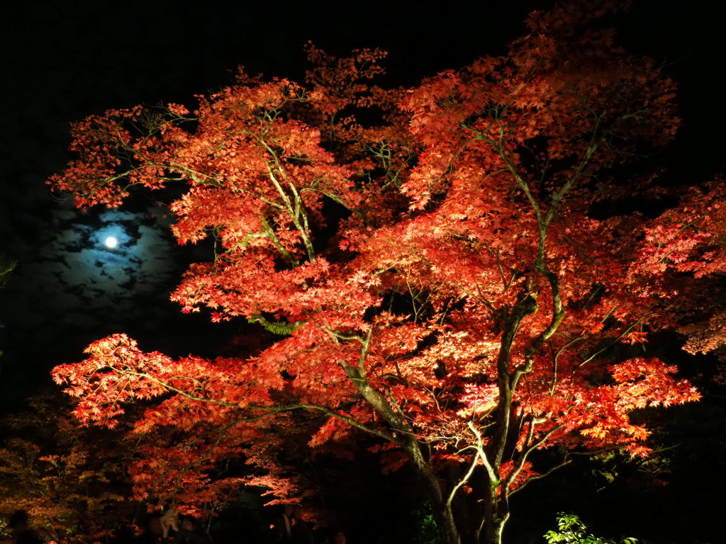 夜の逍遥園６