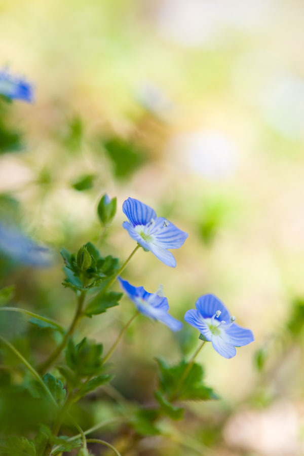 オオイヌノフグリ