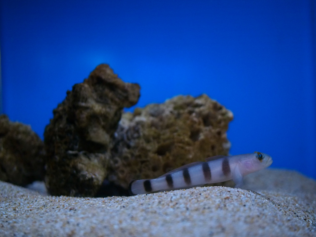 水族館は難しい