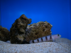 水族館は難しい