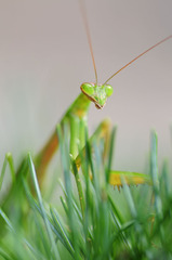 なに見てんだ？