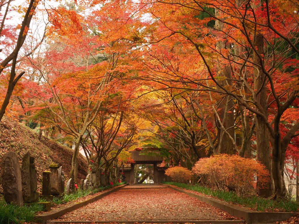 秋深まる山門
