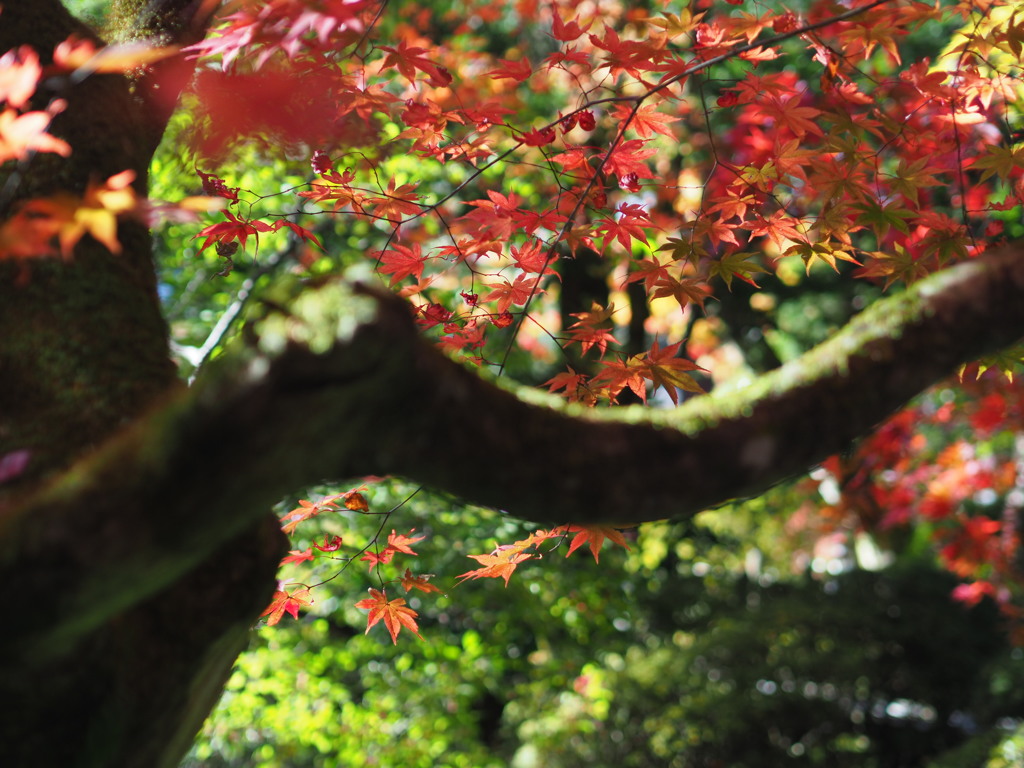 逍遥園の紅葉２