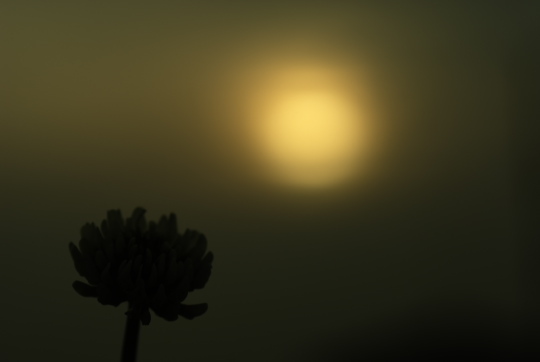 夕日と花