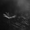 綿毛