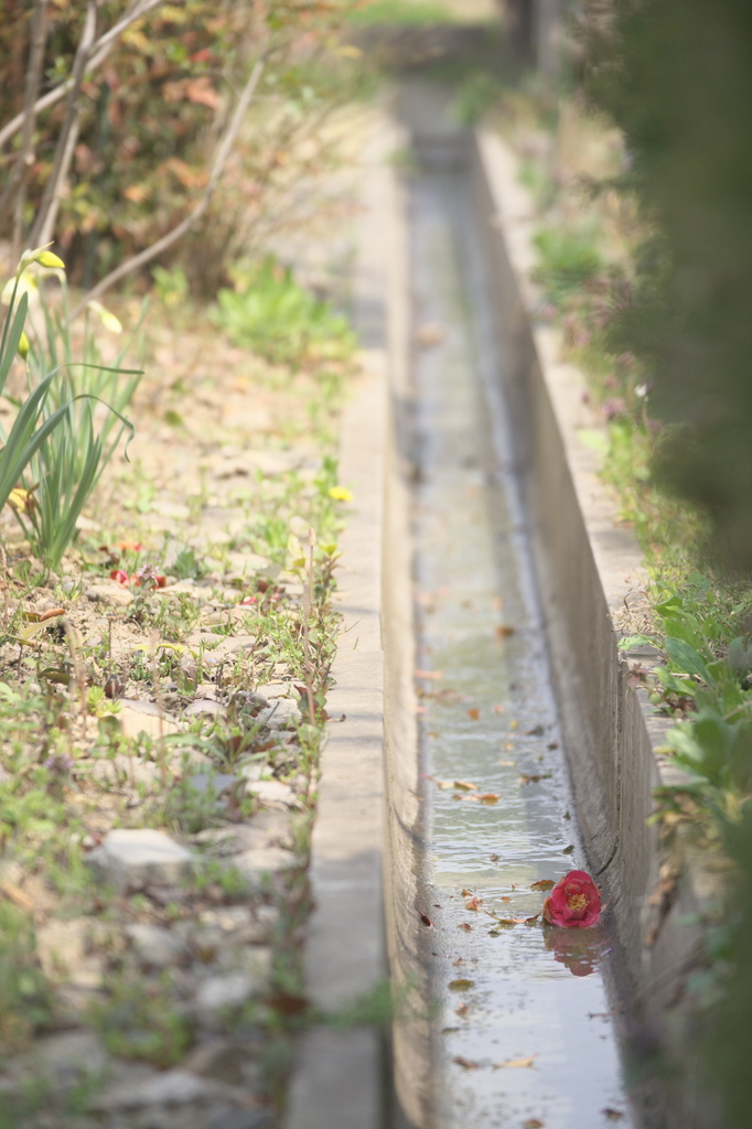 花の散り際