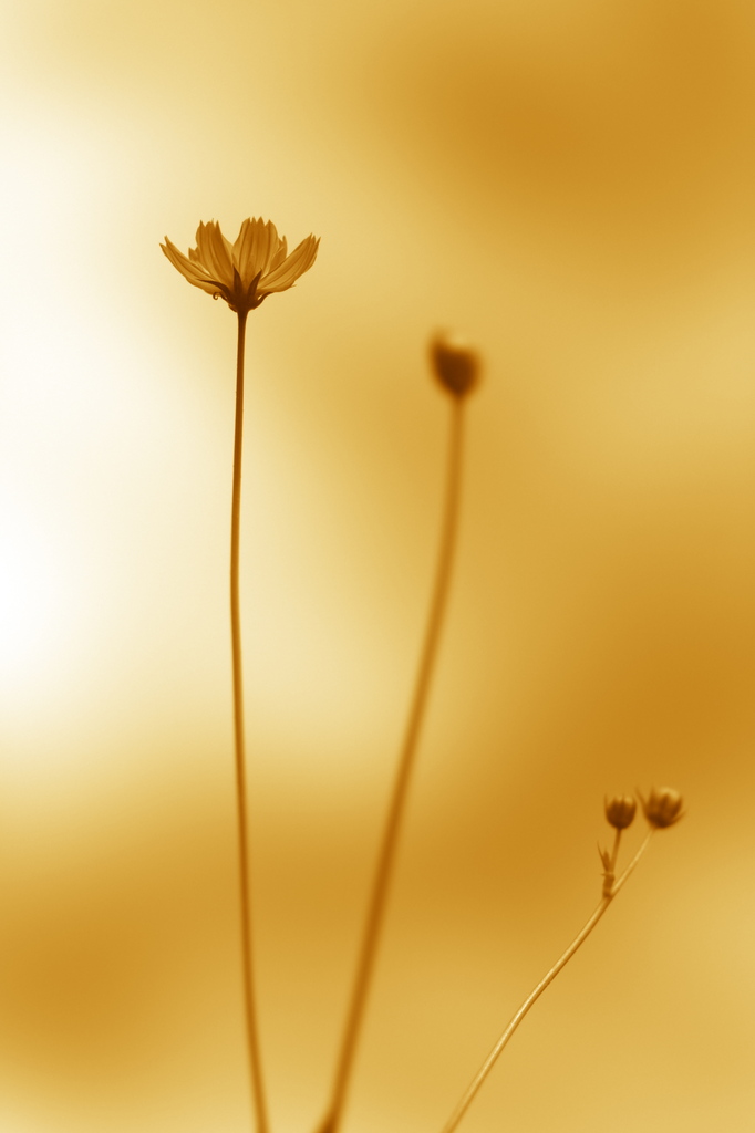 あの日の花の色