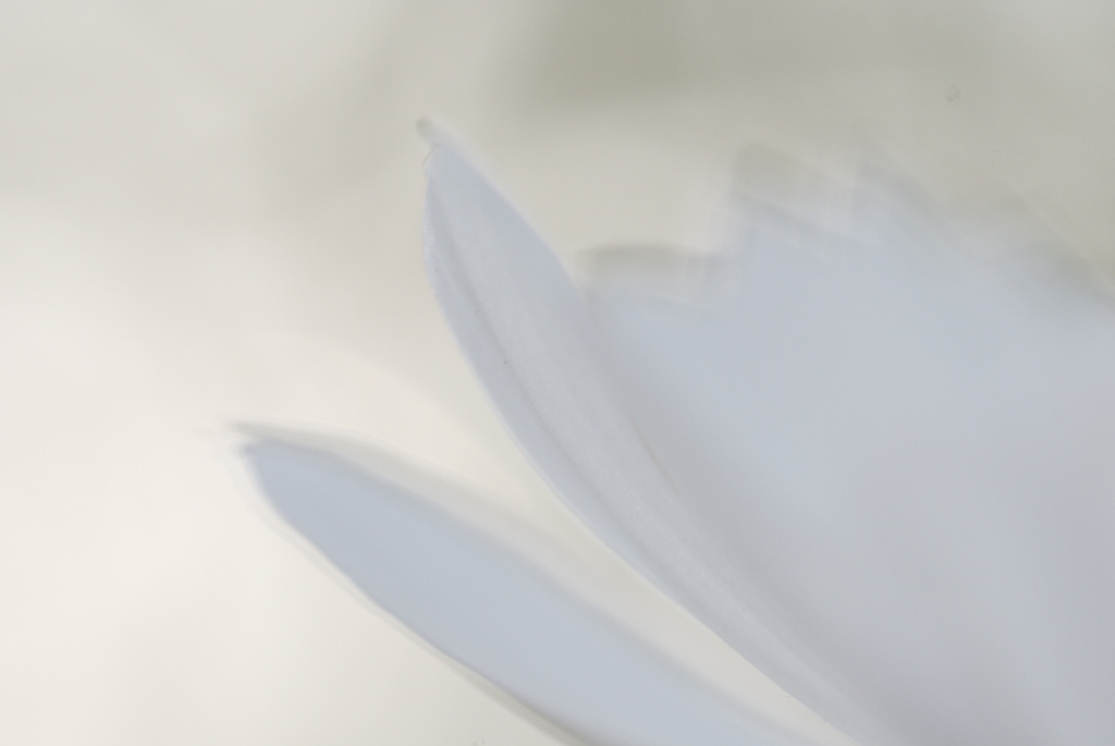 乙女の純真