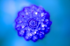 Blue Jewel