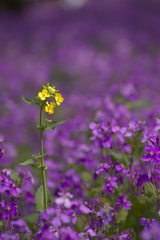 菜の花