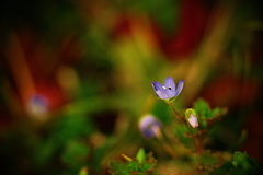 小さな花