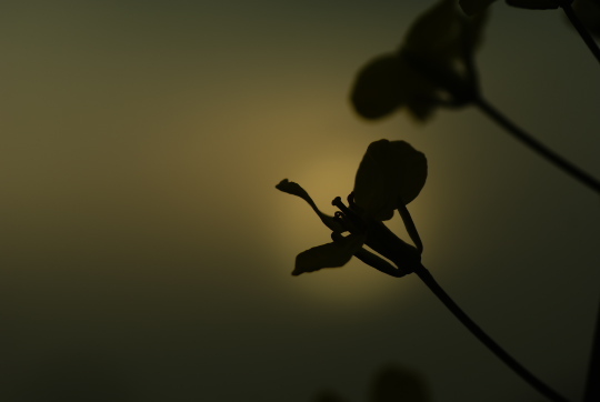 夕日と花