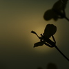 夕日と花