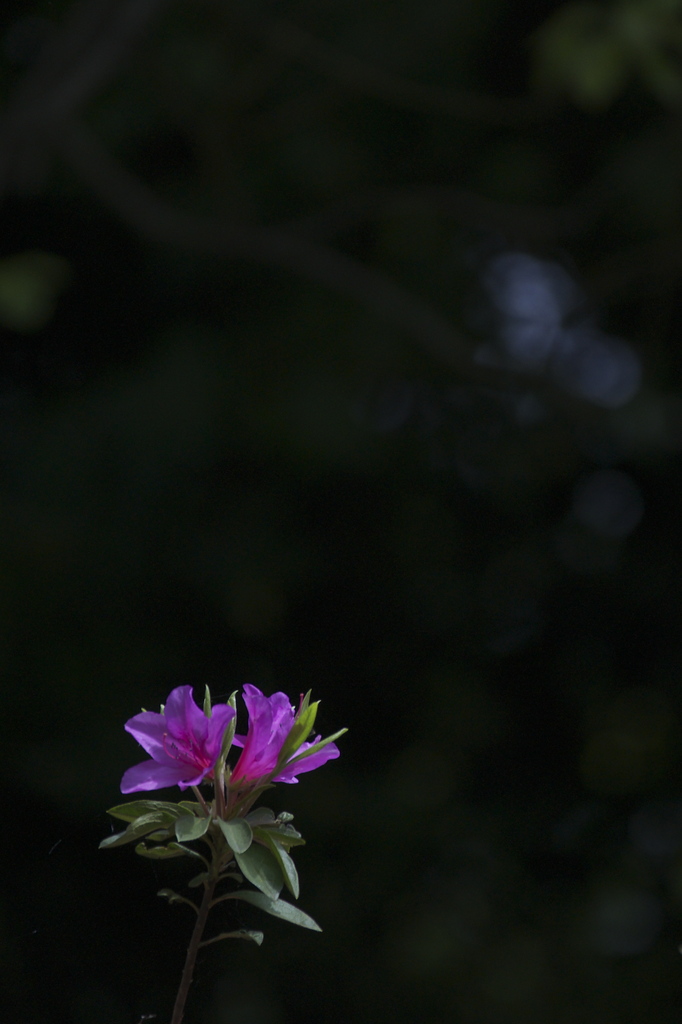 花一輪