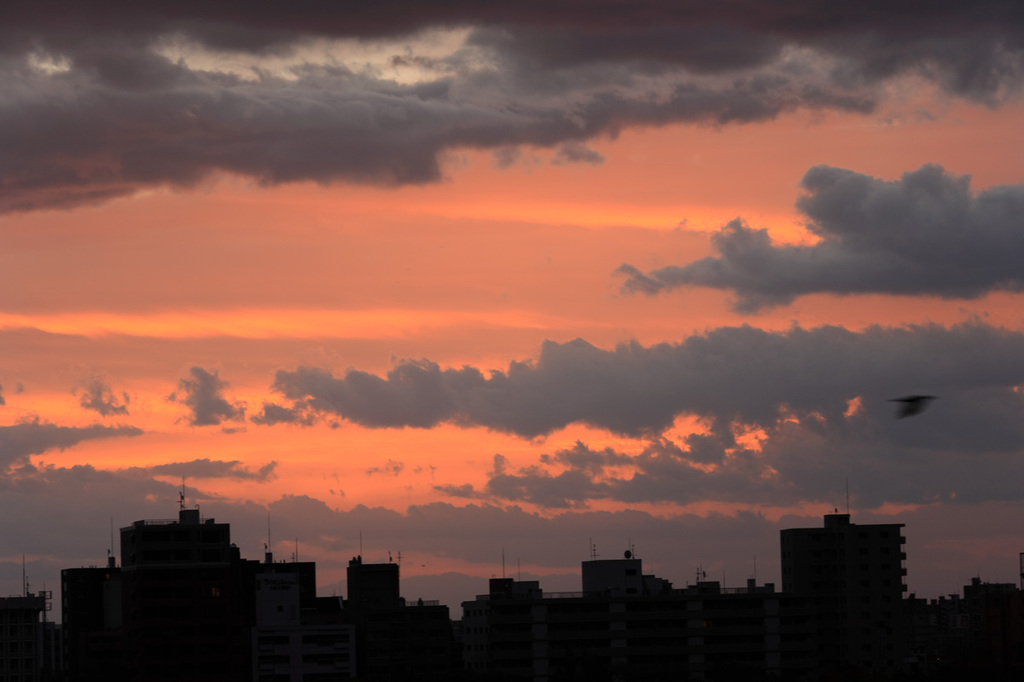 081025_0019