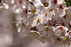白石サイクリングロードの桜