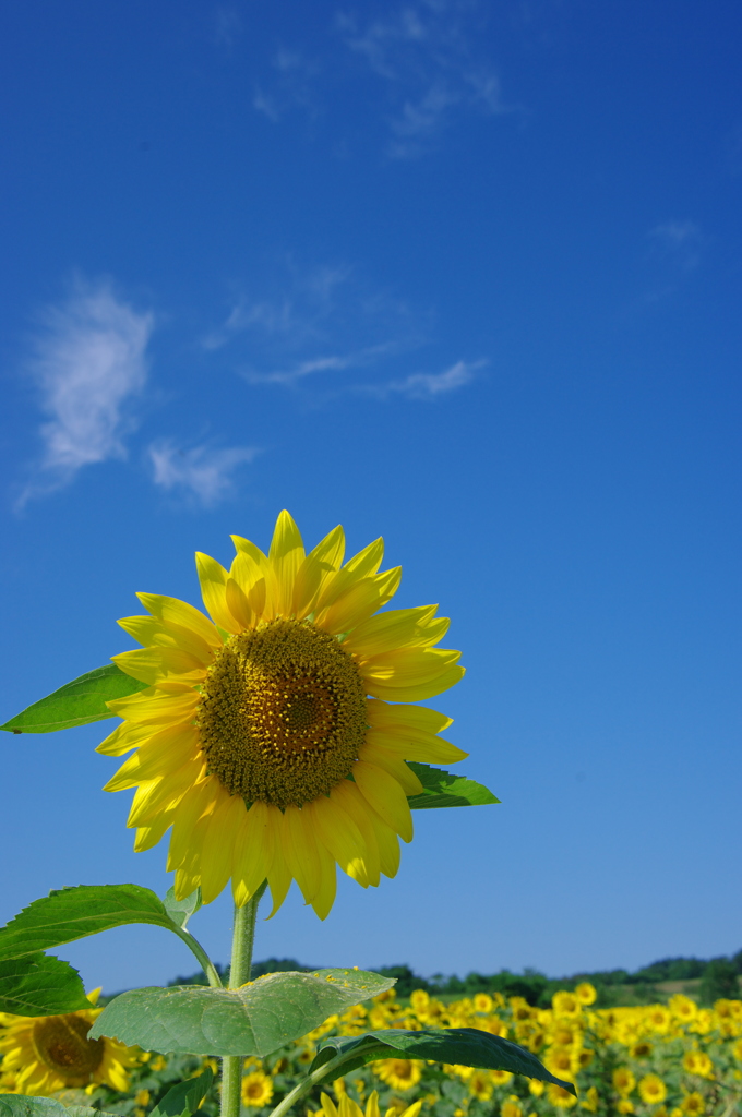 夏の思い出