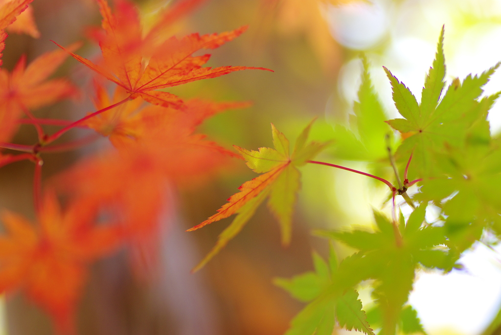 momiji