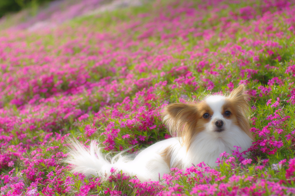お花畑につつまれて。