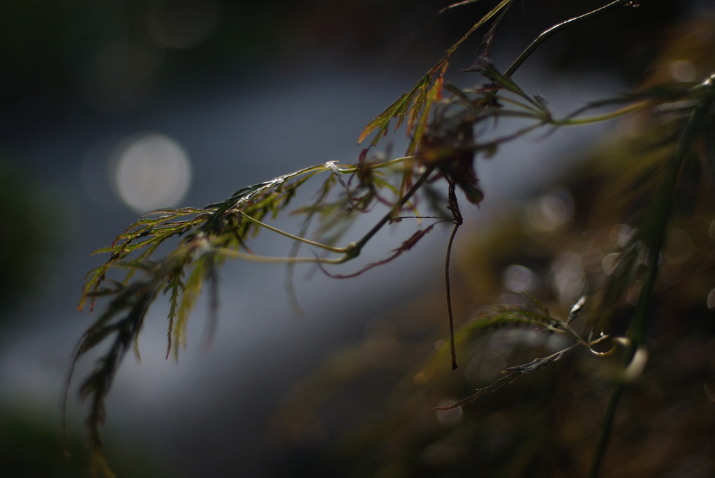雨上がり
