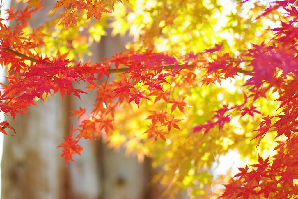 momiji Ⅱ