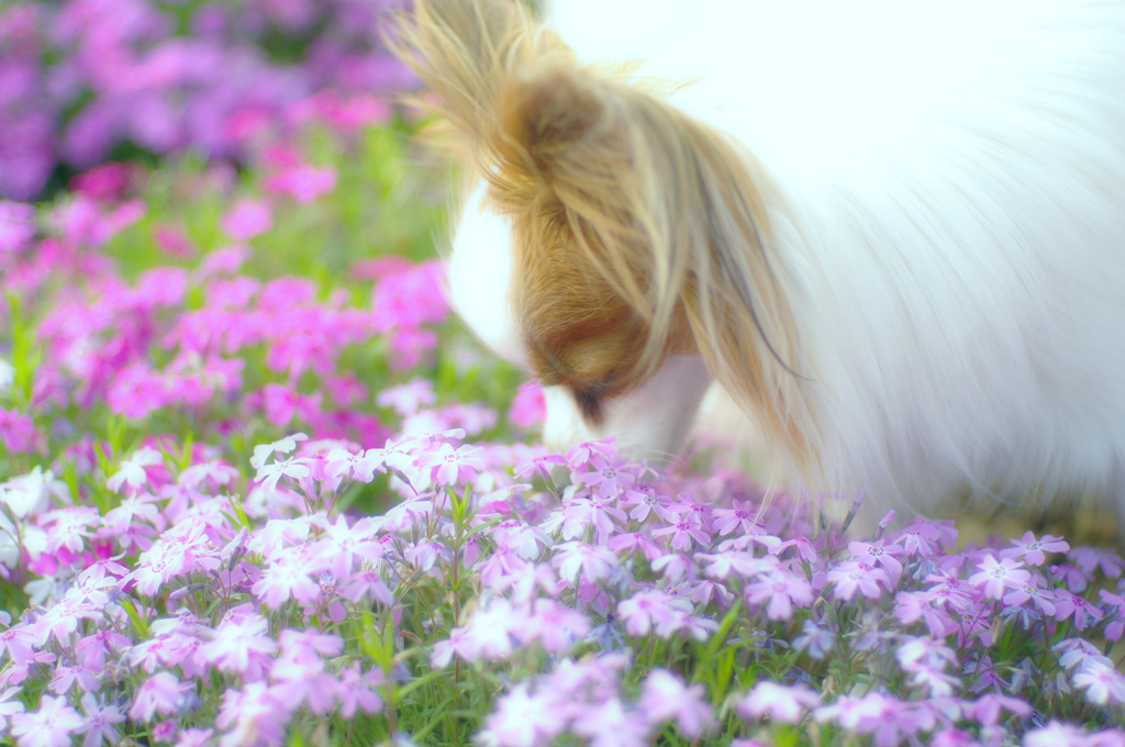 花束にKissを