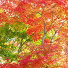 momiji Ⅲ