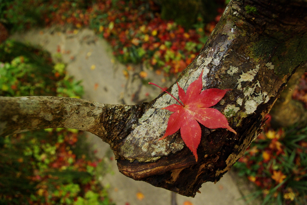 高嶺の花？