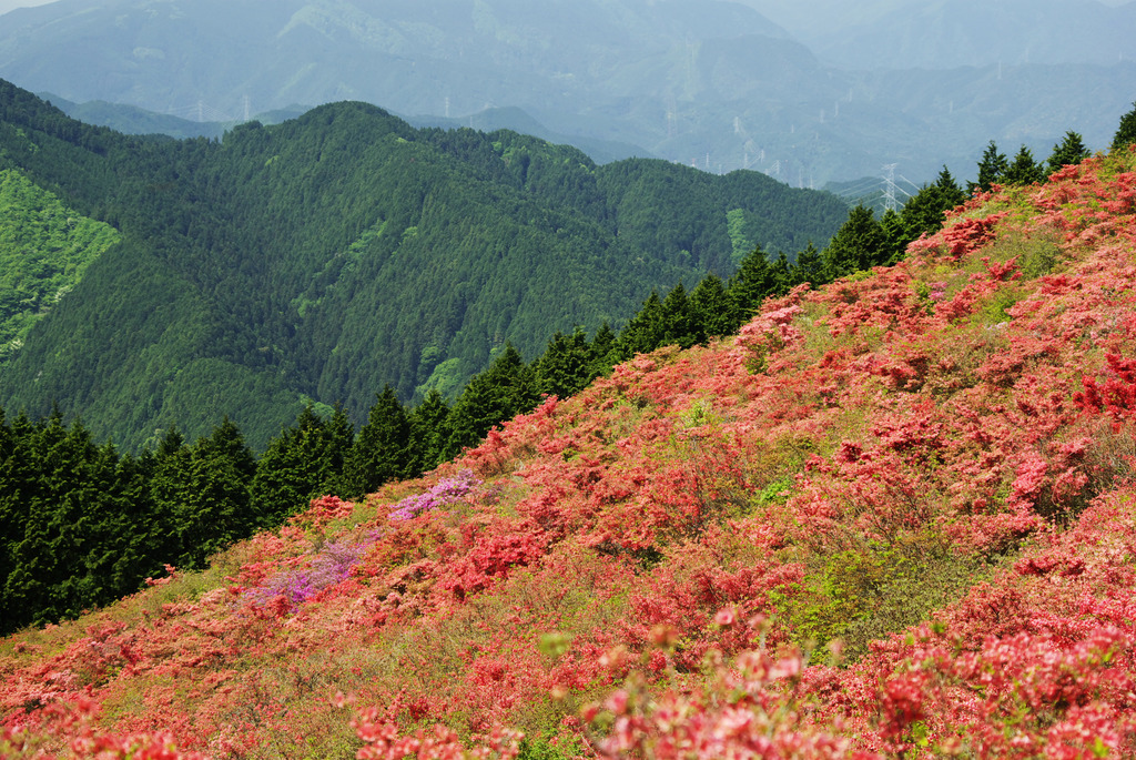 葛城山のツツジ４