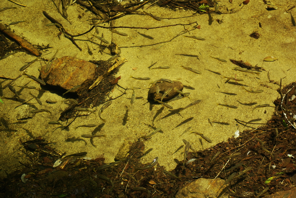 魚の国
