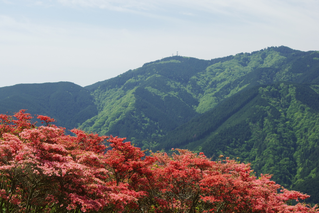 葛城山のツツジ１