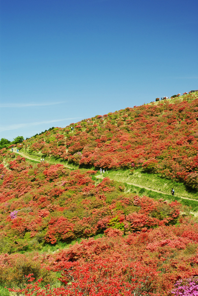 葛城山のツツジ２