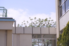 渡り廊下