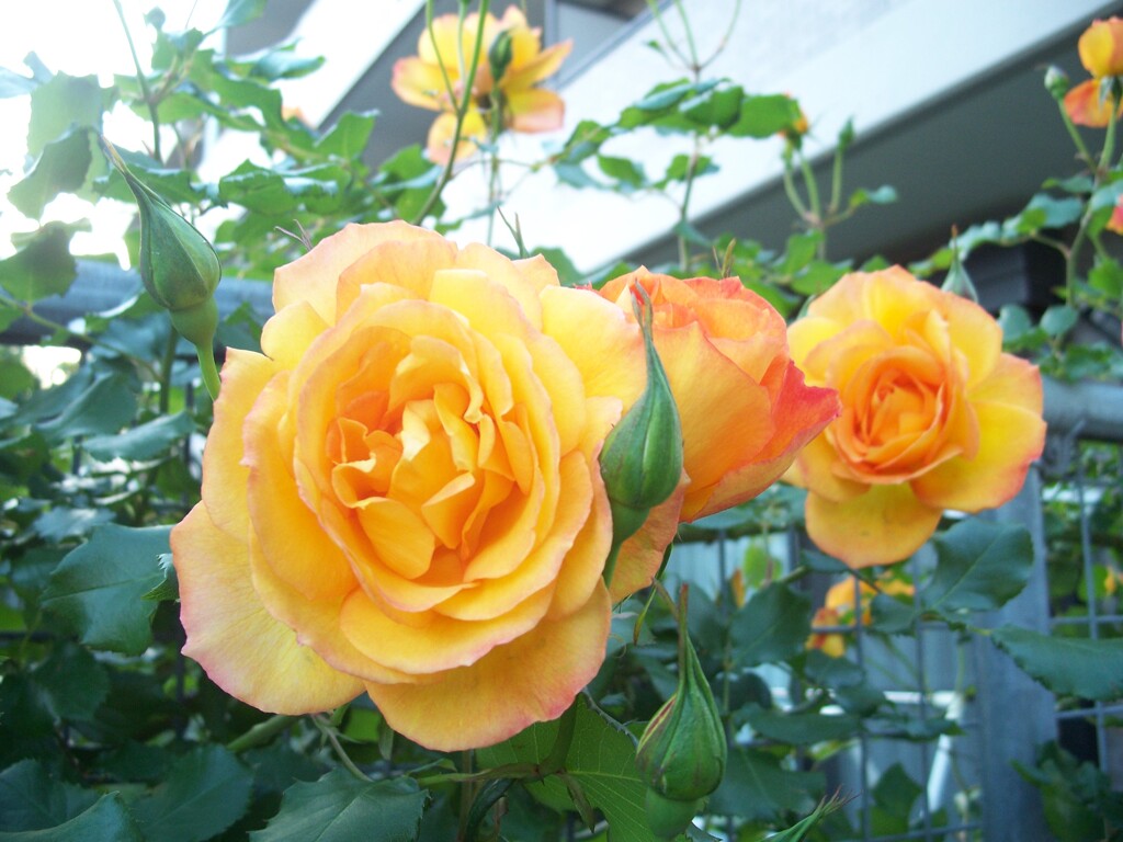 Kodak Rose
