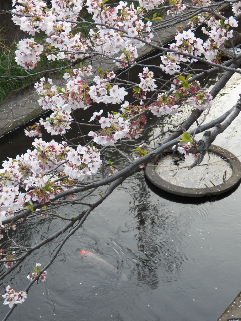 神田川　桜　02